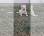 Puppy Orange Labrador Retriever