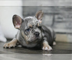 French Bulldog Litter for sale in BREMEN, IN, USA