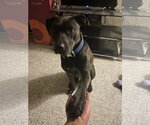 COURTESY POST: Amor - Female Mutt Dog for Adoption - Small photo