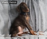 Small #5 Doberman Pinscher