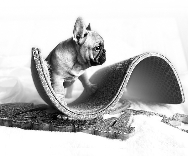 Medium Photo #4 French Bulldog Puppy For Sale in POLSON, MT, USA