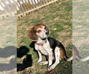 Beagle Dogs for adoption in Dahlgren, VA, USA