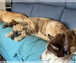 Small #5 Golden Retriever Mix