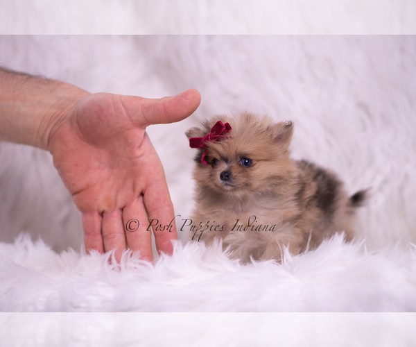 Medium Photo #13 Pomeranian Puppy For Sale in WARSAW, IN, USA