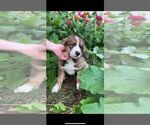 Small Photo #34 Bernese Mountain Dog-Caucasian Shepherd Dog Mix Puppy For Sale in STEVENS, PA, USA