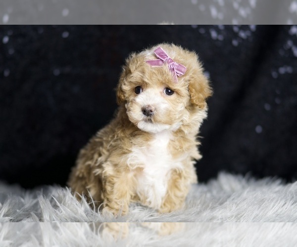 Medium Photo #3 Maltipoo Puppy For Sale in WARSAW, IN, USA