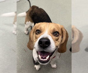 Beagle Dogs for adoption in Boston, MA, USA