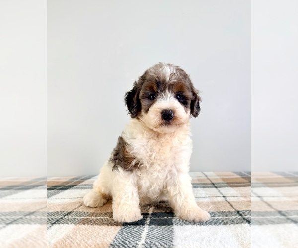 Medium Photo #3 Bernedoodle (Miniature) Puppy For Sale in GREENFIELD, IN, USA