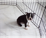 Small #6 Boston Terrier