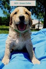Goldendoodle Puppy for sale in SPRINGFIELD, IL, USA
