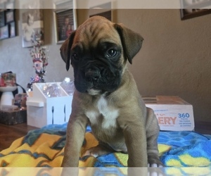 Medium Boxer
