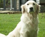 Small Photo #10 Golden Retriever Puppy For Sale in MISHAWAKA, IN, USA