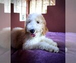 Small Photo #18 Goldendoodle Puppy For Sale in BRANDON, FL, USA