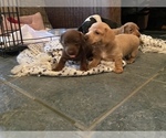 Small Photo #2 Dachshund Puppy For Sale in OCALA, FL, USA