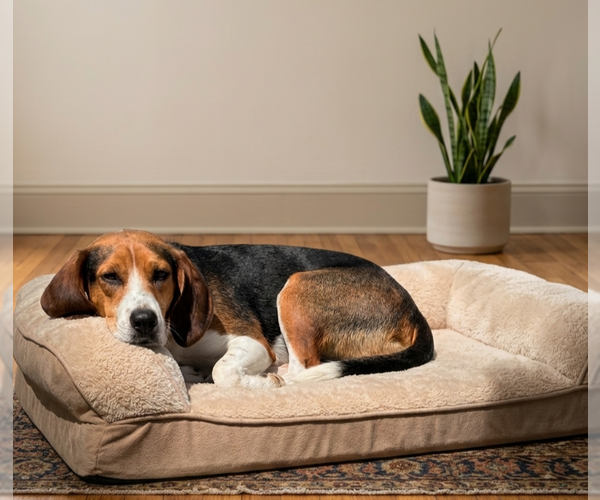 Medium Photo #1 American Foxhound-Unknown Mix Puppy For Sale in Genesee, WI, USA