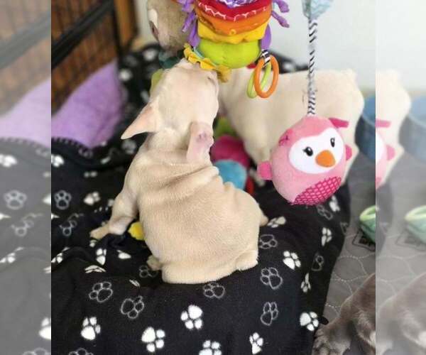 Medium Photo #7 French Bulldog Puppy For Sale in BOSTON, KY, USA