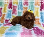 Small #6 YorkiePoo