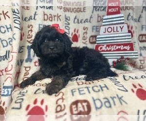 Cavapoo Puppy for sale in LAKELAND, FL, USA