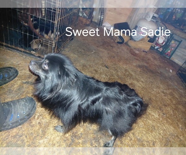 Medium Photo #1 Yoranian Puppy For Sale in MORROW, OH, USA