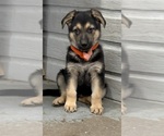 Image preview for Ad Listing. Nickname: Gus