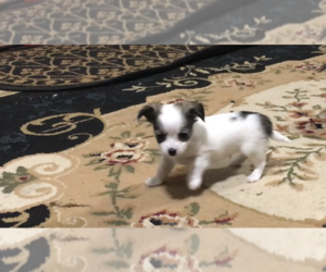 Chihuahua Puppy for Sale in FAYETTEVILLE, North Carolina USA