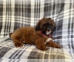 Small Photo #15 ShihPoo Puppy For Sale in LAKELAND, FL, USA