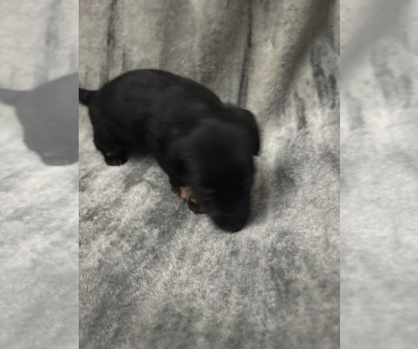 Medium Photo #2 Chiweenie Puppy For Sale in ROANOKE, VA, USA