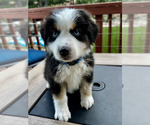 Small Photo #2 Miniature Australian Shepherd Puppy For Sale in CRESTLINE, CA, USA