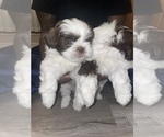Small Photo #3 Shih Tzu Puppy For Sale in WESTLAND, MI, USA