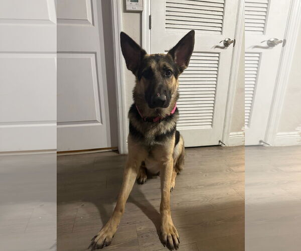 Medium Photo #1 German Shepherd Dog Puppy For Sale in Plantation, FL, USA