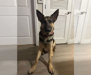 German Shepherd Dog Dogs for adoption in Plantation, FL, USA