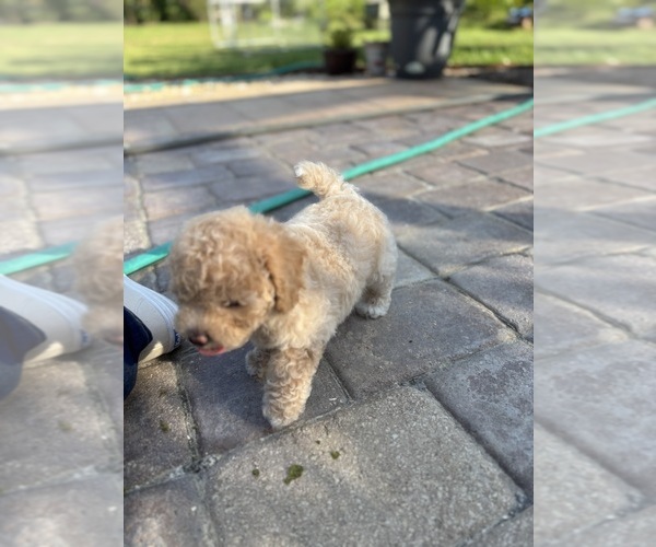 Medium Photo #34 Bichpoo Puppy For Sale in NORTH PORT, FL, USA