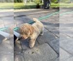 Small Photo #34 Bichpoo Puppy For Sale in NORTH PORT, FL, USA