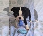 Small #1 Boston Terrier