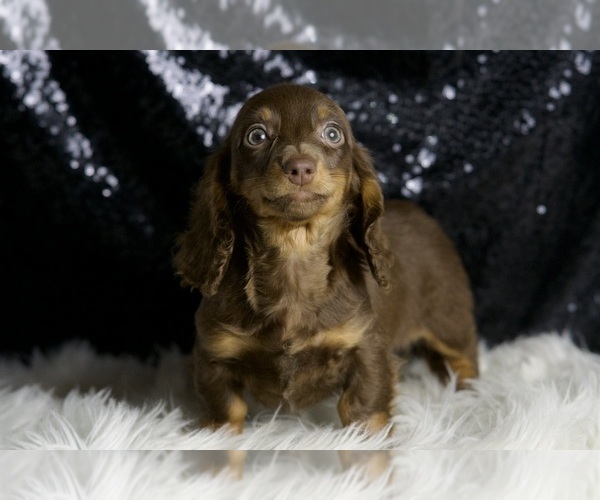 Medium Photo #3 Dachshund Puppy For Sale in WARSAW, IN, USA