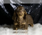 Small #2 Dachshund
