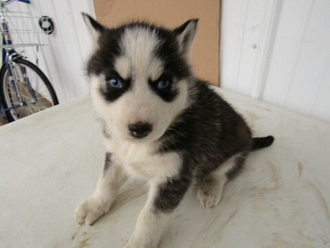 Medium Photo #4 Siberian Husky Puppy For Sale in HUDSON, MI, USA