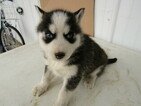 Small Photo #4 Siberian Husky Puppy For Sale in HUDSON, MI, USA