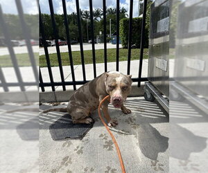 American Pit Bull Terrier Dogs for adoption in Fort Lauderdale, FL, USA