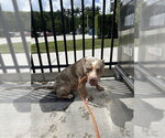 Small American Pit Bull Terrier