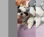 Small Photo #3 Shih Tzu Puppy For Sale in FORT MYERS, FL, USA