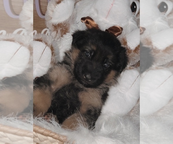 Medium Photo #1 German Shepherd Dog Puppy For Sale in ALBUQUERQUE, NM, USA