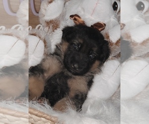 German Shepherd Dog Puppy for Sale in ALBUQUERQUE, New Mexico USA