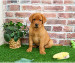 Small #3 Labrador Retriever