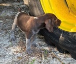 Puppy 6 Big Boy German Shorthaired Pointer-German Wirehaired Pointer Mix