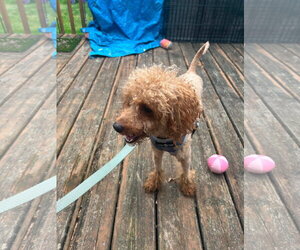 Poodle (Miniature)-Unknown Mix Dogs for adoption in Hinckley, IL, USA