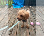 Small Poodle (Miniature) Mix
