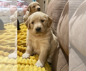 Golden Retriever Puppy for Sale in TOWN CREEK, Alabama USA