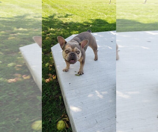 Medium Photo #1 French Bulldog Puppy For Sale in SAGINAW, MI, USA