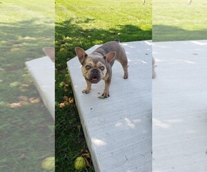 French Bulldog Puppy for Sale in SAGINAW, Michigan USA